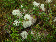 Cladonia pycnoclada