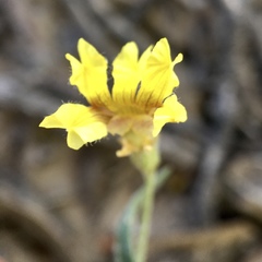 Goodenia fascicularis
