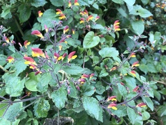 Microtoena patchoulii