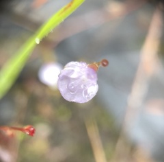 Utricularia lateriflora