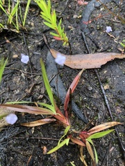 Utricularia lateriflora