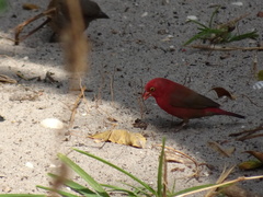Lagonosticta senegala