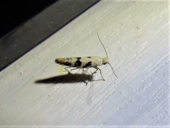 Argyresthia austerella