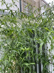 Clinacanthus nutans