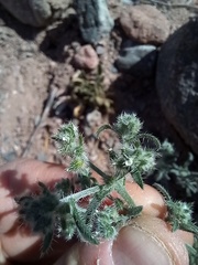 Johnstonella diplotricha