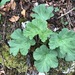 Heracleum sphondylium alpinum - Photo (c) Jason Grant, μερικά δικαιώματα διατηρούνται (CC BY), uploaded by Jason Grant