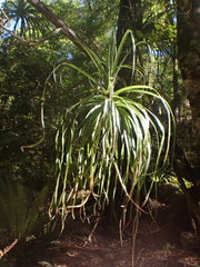Dracophyllum elegantissimum