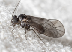 Peripsocus madidus