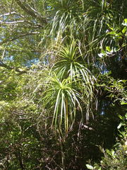 Dracophyllum elegantissimum