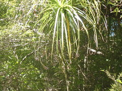 Dracophyllum elegantissimum