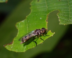 Spheginobaccha