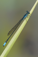 Acanthagrion trilobatum