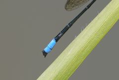 Acanthagrion trilobatum