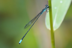 Acanthagrion trilobatum