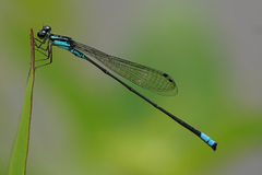 Acanthagrion trilobatum