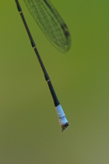 Acanthagrion trilobatum