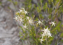 Calectasia intermedia