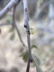 Cerococcus quercus