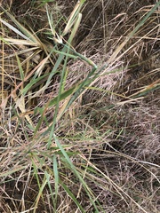 Poaceae