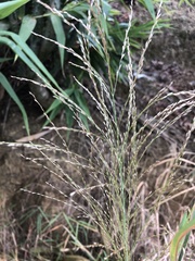 Poaceae