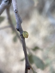 Cerococcus quercus