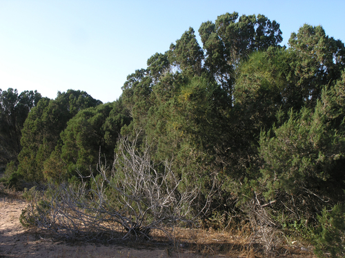 Juniperus phoenicea image