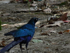 Lamprotornis caudatus