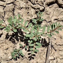 Phyllanthus lacunarius