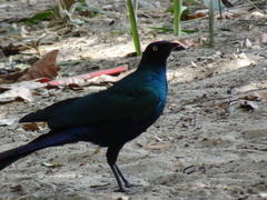 Lamprotornis caudatus