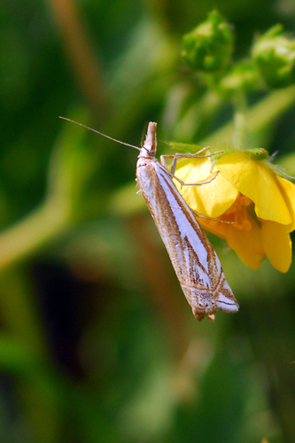 Whitmer's Grass-veneer photo 2