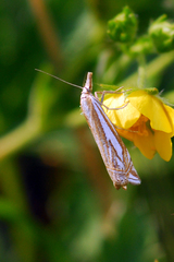 Crambus whitmerellus