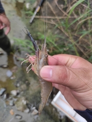 Macrobrachium panamense