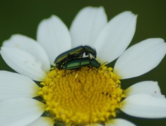 Psilothrix viridicoerulea