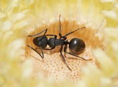 Polyrhachis phryne