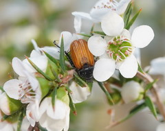 Phyllotocus rufipennis