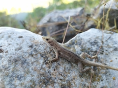 Anolis quercorum