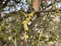 Cerococcus quercus