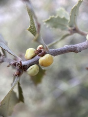 Cerococcus quercus