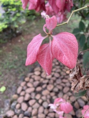 Mussaenda erythrophylla
