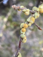 Cerococcus quercus