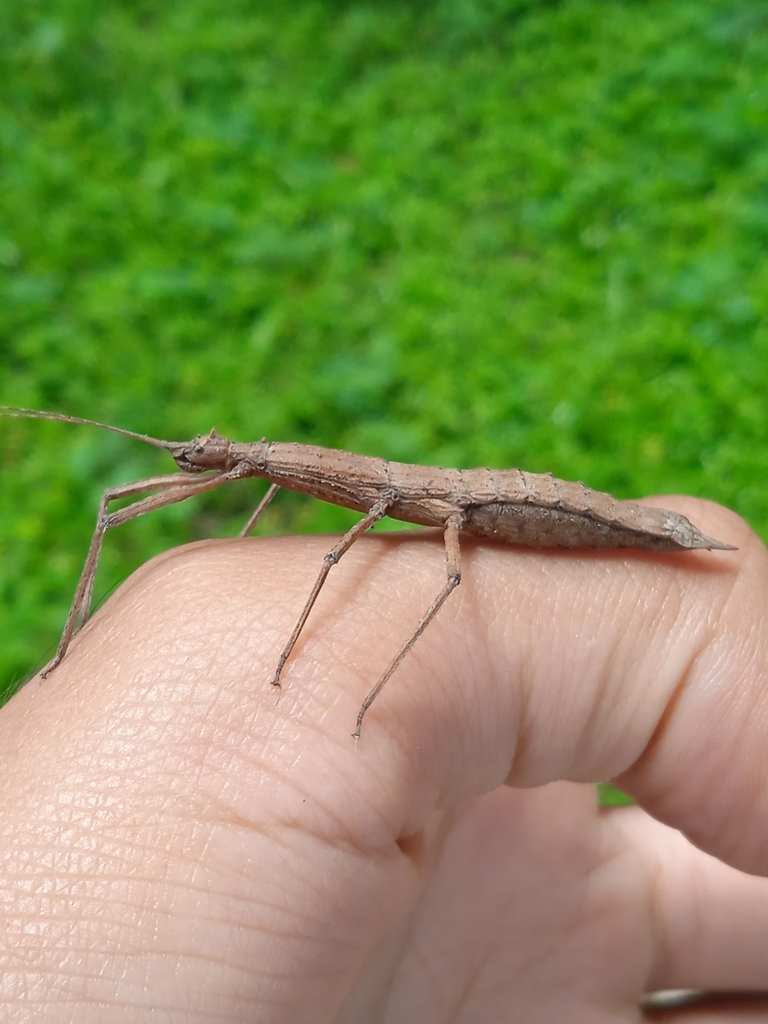 Ocnophila
