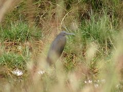 Egretta ardesiaca
