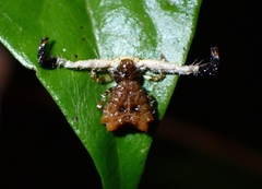 Phrynarachne ceylonica