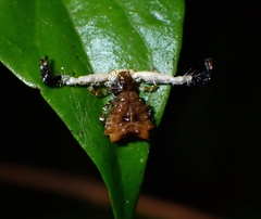 Phrynarachne ceylonica