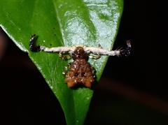 Phrynarachne ceylonica