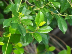葉子, CC0, iNaturalist via GBIF Gymnema sylvestre, photograph 葉子, CC0, iNaturalist via GBIF