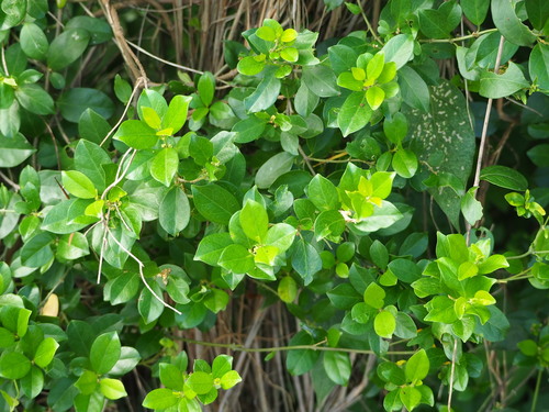 Gymnema sylvestre, photograph 1