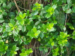 葉子, CC0, iNaturalist via GBIF Gymnema sylvestre, photograph 葉子, CC0, iNaturalist via GBIF