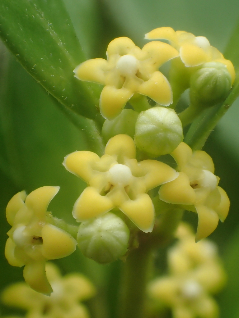 Gymnema sylvestre; photograph 葉子, CC0, iNaturalist via GBIF