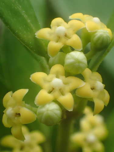 Gymnema sylvestre